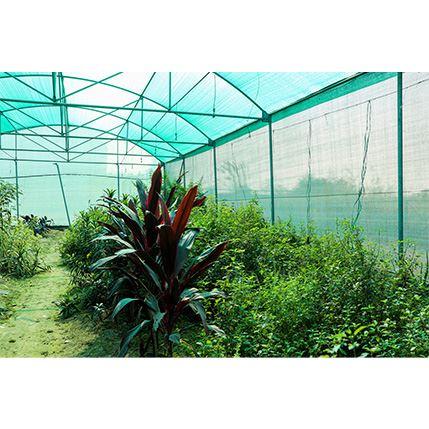 shade loving plants in net house (2)